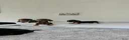 Miniature Dachshund dogs for sale: Ready now Miniature dachshund girls - Advert 26