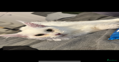 Maine Coon cats - Advert 7