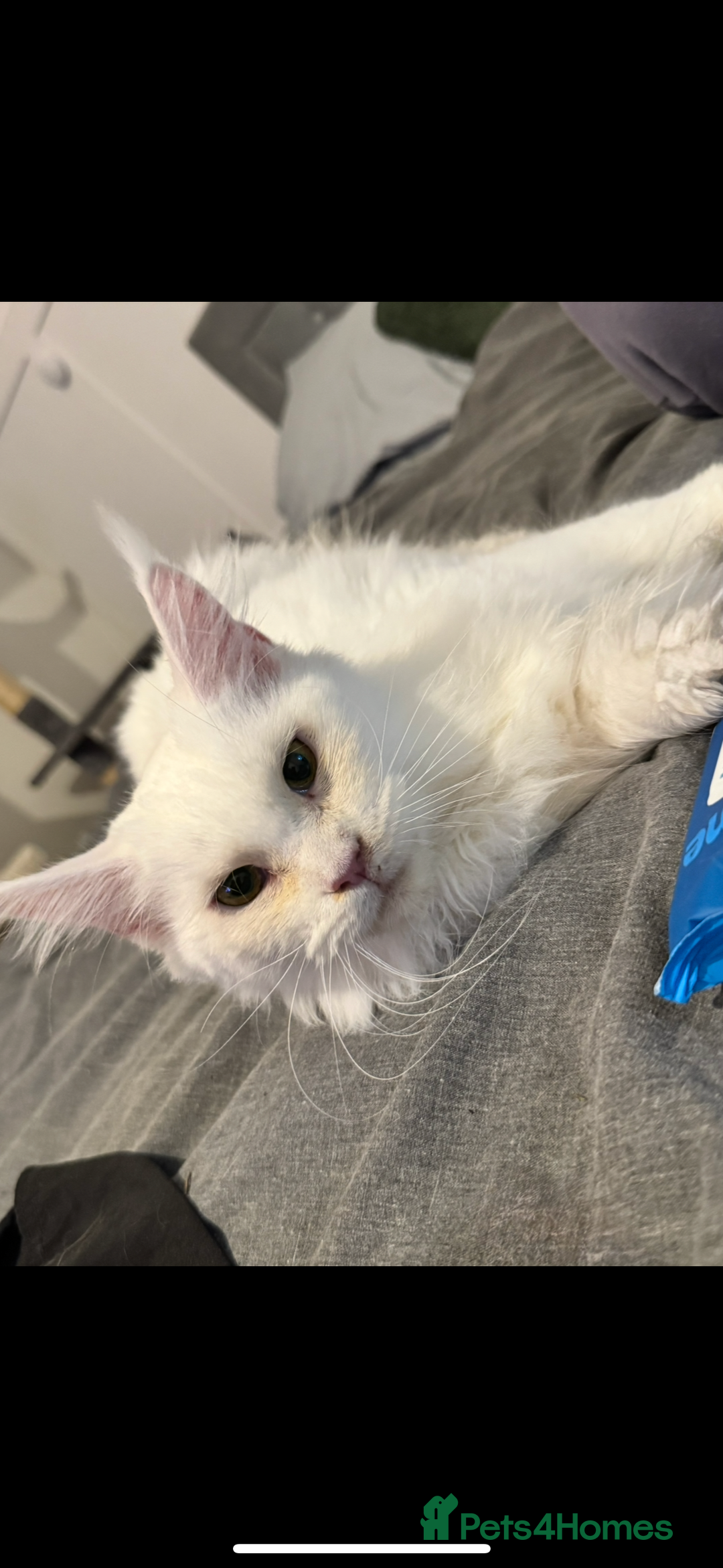 Maine Coon cats for sale: Female Mainecoon  - Advert 3