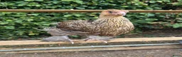 Chickens poultry for sale: Various pullets for sale  - Advert 4