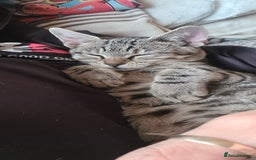 Bengal cats for sale: Mixed bengal kittens   - Advert 21