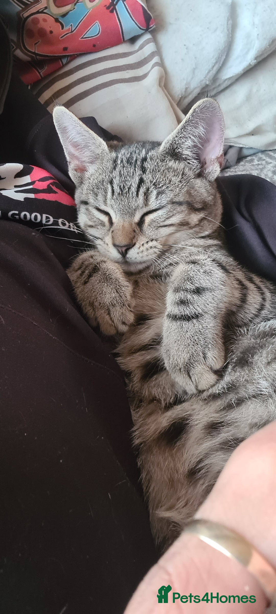 Bengal cats for sale: Mixed bengal kittens   - Advert 21