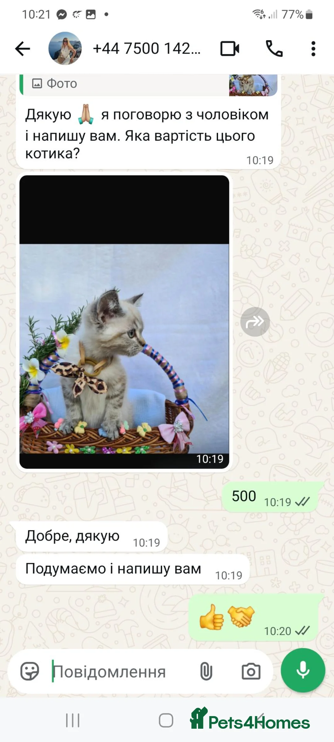 Scottish Fold cats for sale: 8 Scottish fold kittens - Advert 1