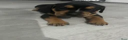 Mixed Breed dogs for sale: Beautiful puppers seeking their forever homes.  - Advert 13