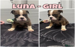 Olde English Bulldogge dogs for sale: Olde English bulldog pups 🐶  - Image 2