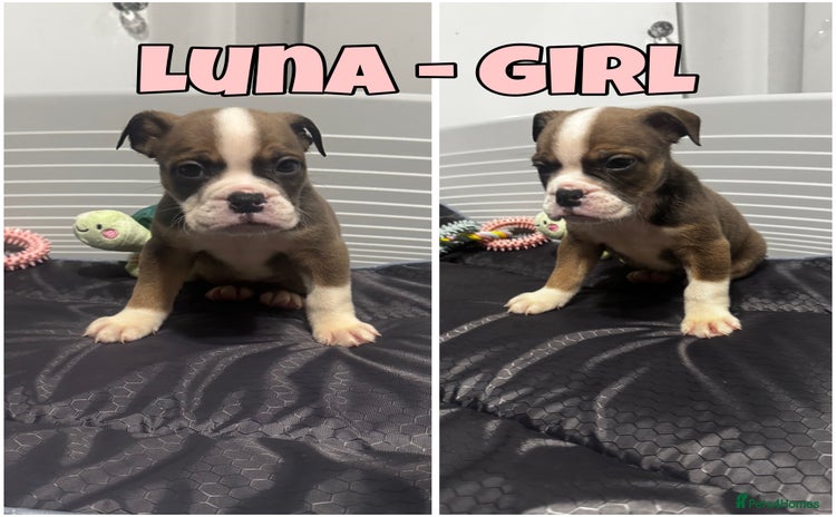 Olde English Bulldogge dogs - Advert 2