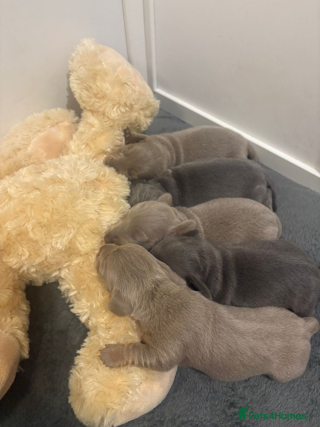 Dachshund dogs for sale: Dachshund Puppies for sale  - Advert 5