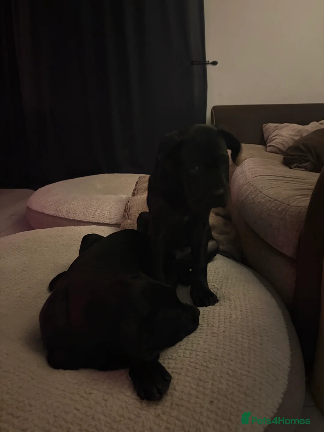 Cane Corso dogs for sale: Perfect cane corso puppies  in Grays - Advert 2