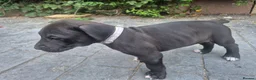 Presa Canario dogs for sale: Presa Canario Puppies ♥️  - Advert 17