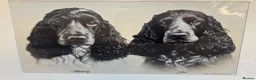 Cocker Spaniel dogs for stud: Show Cocker KC Registered Health Tested  - Advert 2