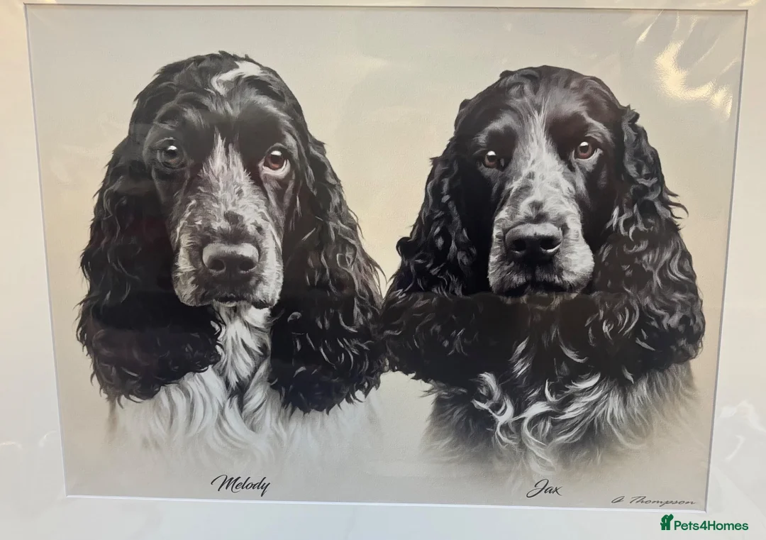 Cocker Spaniel dogs for stud: Show Cocker KC Registered Health Tested  - Advert 2