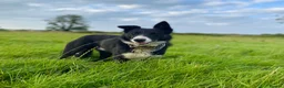 Border Collie dogs for stud: ISDS Reg Collie Stud - Advert 7