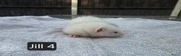Ferret rodents for sale: New Kits Ready To Go  - Advert 9