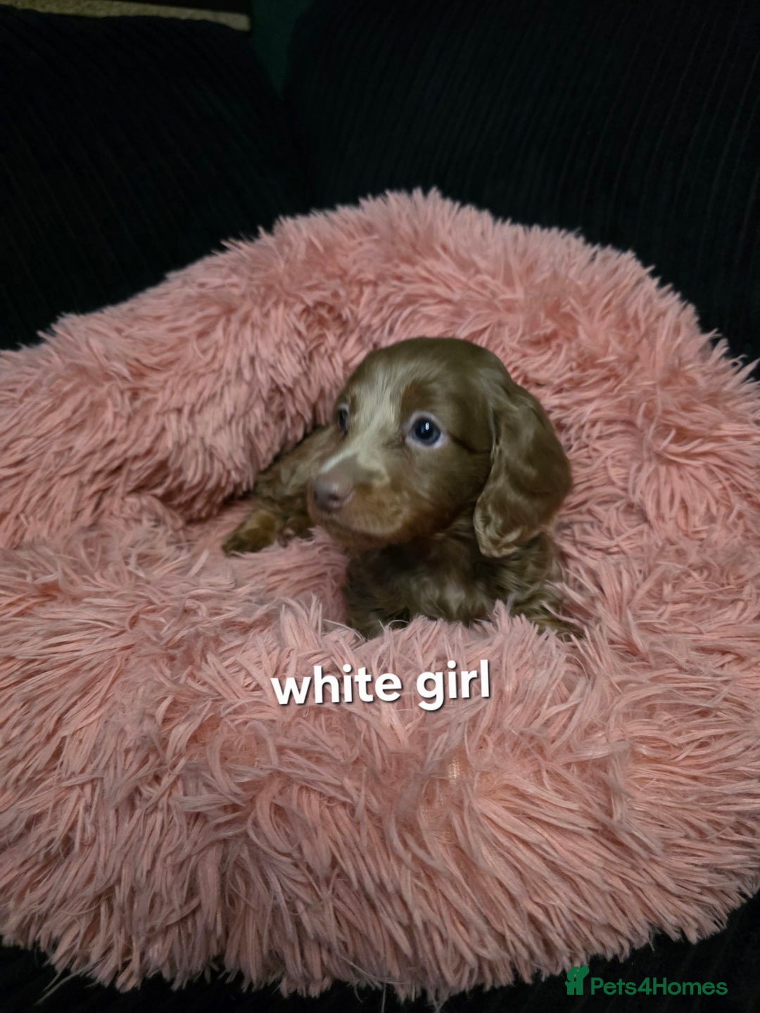 Miniature Dachshund dogs for sale: Isabella tan piebald long hair miniature dachshund - Advert 12