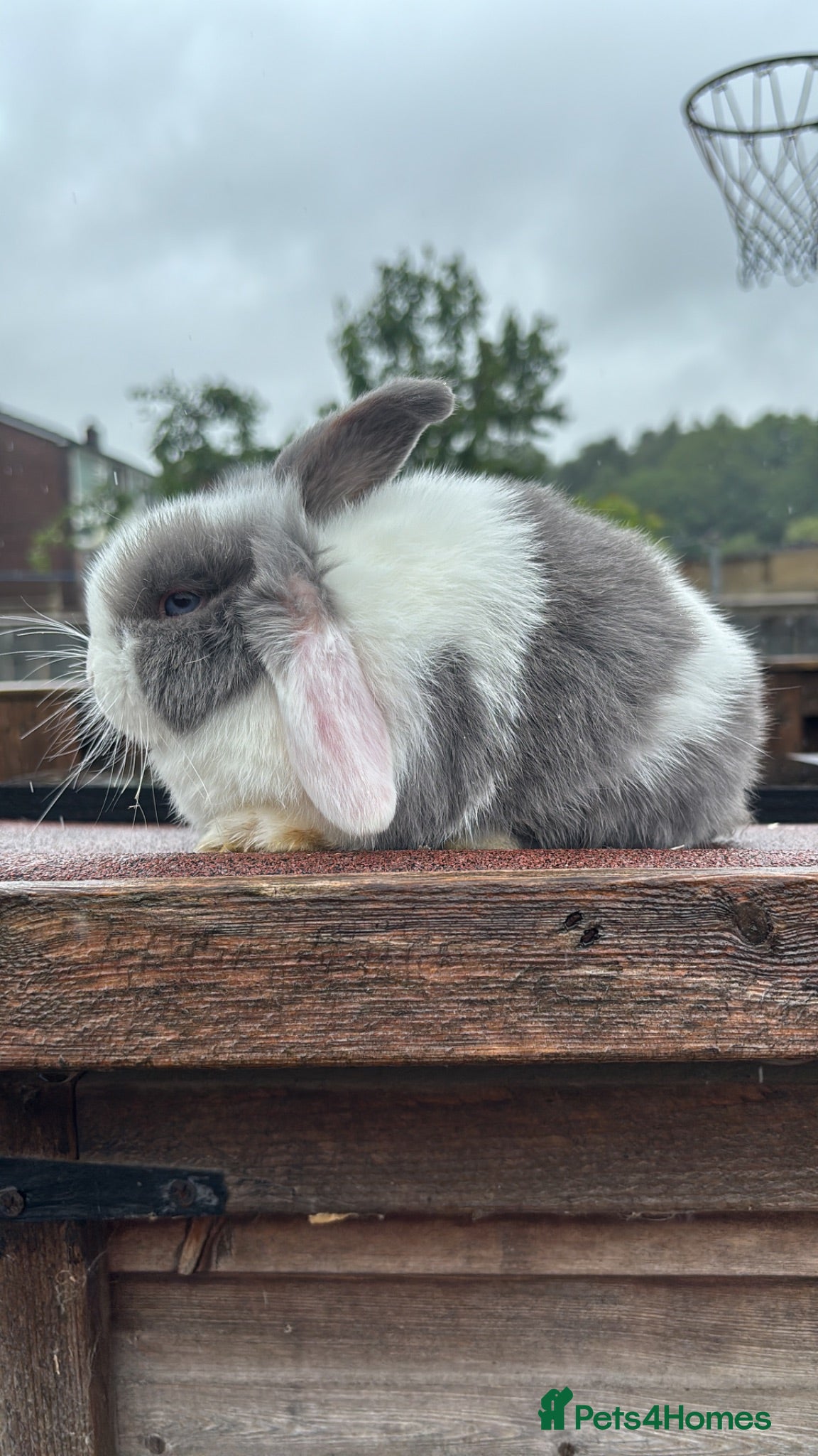 Mini Lop rabbits Mini Lop Rabbits Ready NOW - Advert 1