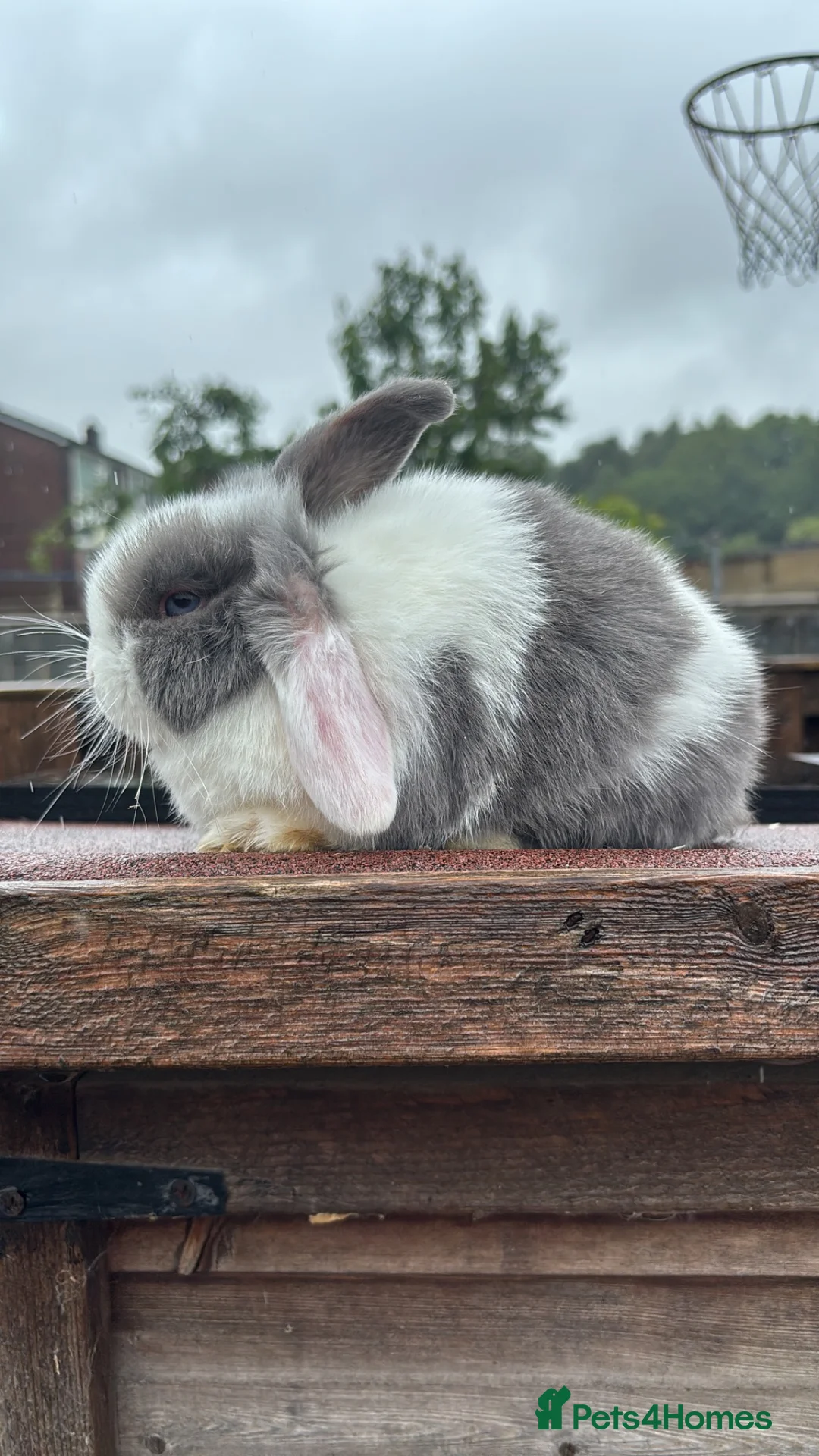 Mini Lop rabbits for sale: Mini Lop Rabbits Ready NOW - Advert 1
