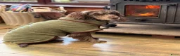 Cocker Spaniel dogs for sale: Cocker spaniel  in Lewes - Advert 3