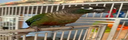 Conures birds for sale: Lovely Conures  - Advert 7