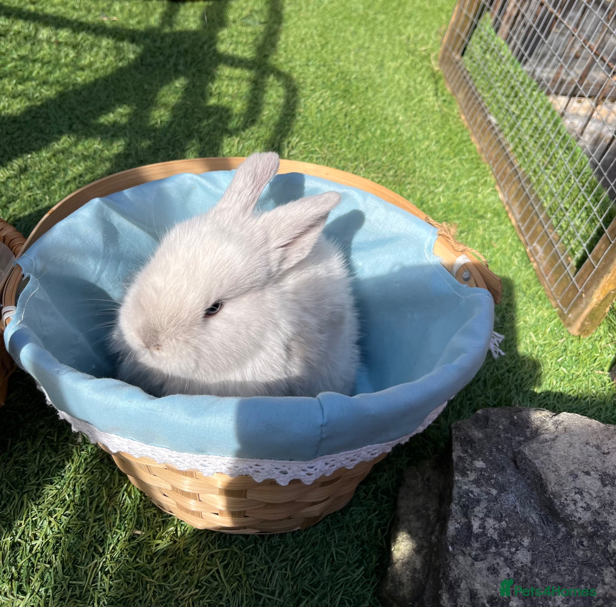 Mini Lop rabbits Late Spring babies - Advert 1