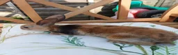 Rex rabbits for sale: Gorgeous harlequin marked mini rex girls - Advert 8