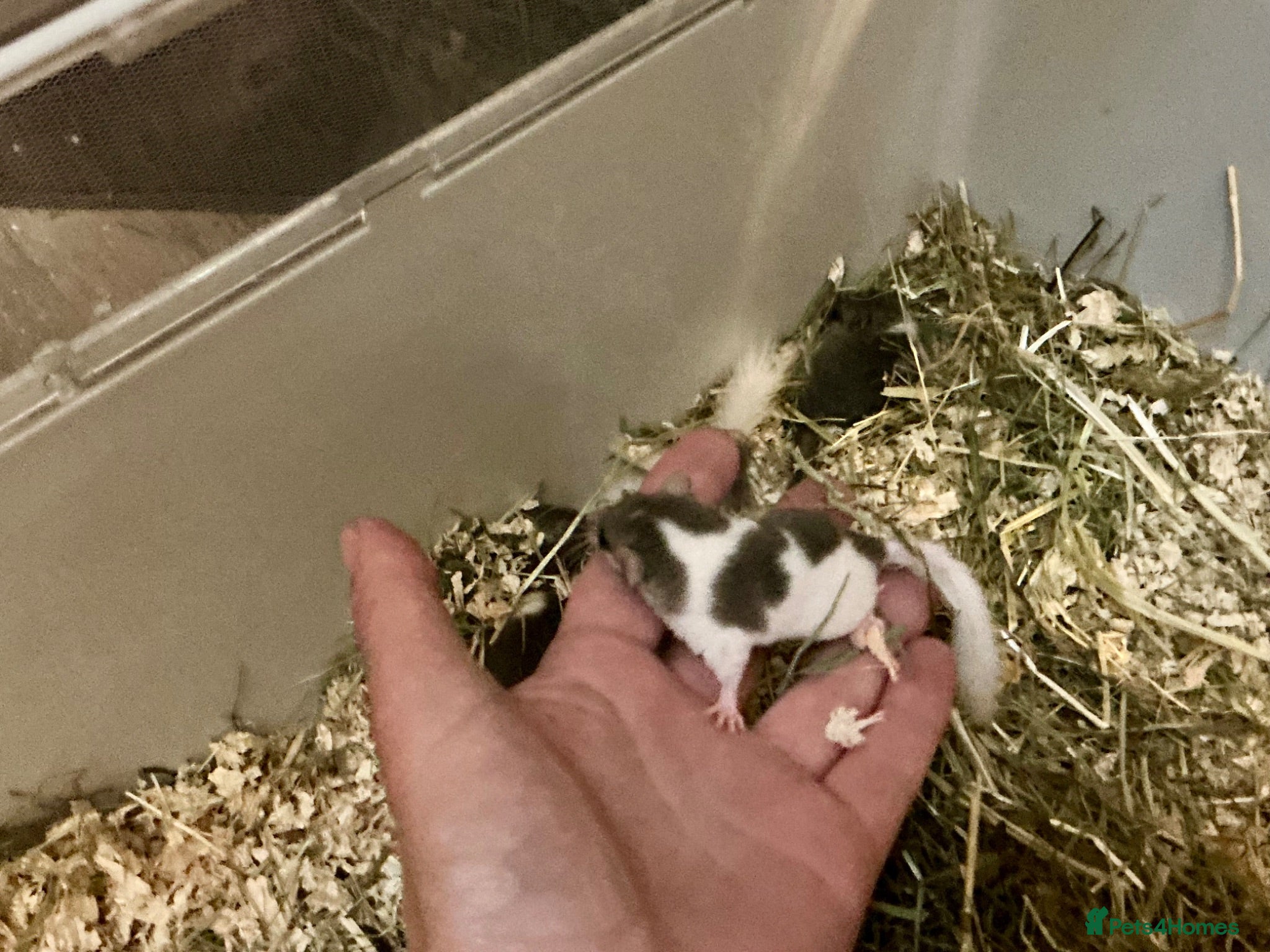 Mouse rodents New liter pied and standard dormice ready now  - Advert 1
