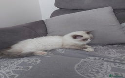 Ragdoll cats for sale: Female Ragdoll for sale - Image 4