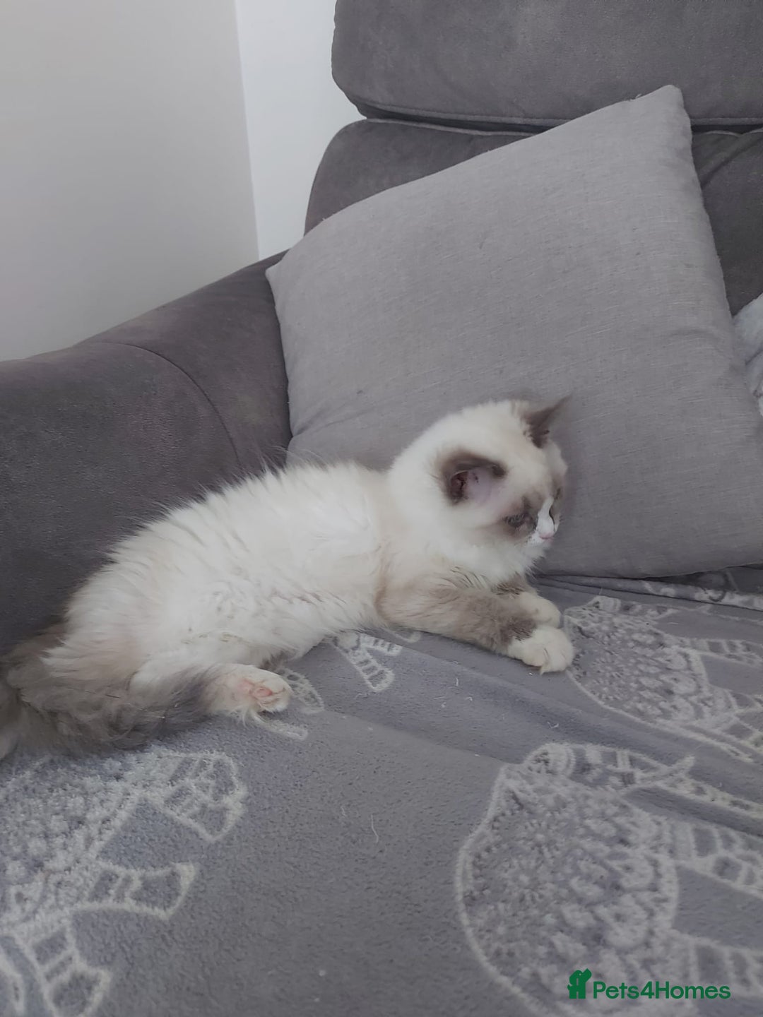 Ragdoll cats for sale: Female Ragdoll for sale - Image 4