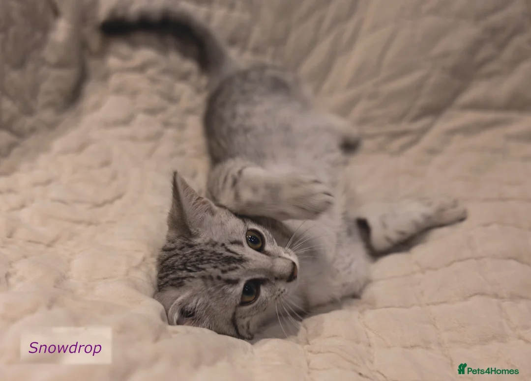 Egyptian Mau cats for sale: Delightful Egyptian Mau looks for family home - Advert 2