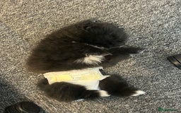 Pomeranian dogs for sale: 4 lovely Pomeranian Puppies for sale AVAILABLE NOW - Image 16