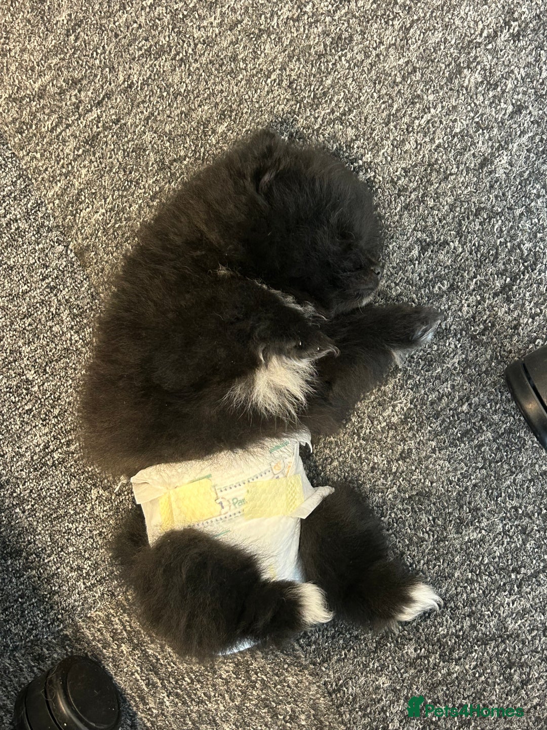 Pomeranian dogs for sale: 4 lovely Pomeranian Puppies for sale AVAILABLE NOW - Image 16