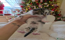 Russian Blue cats for sale: Russian blue =Main coon cross kittens  - Advert 11