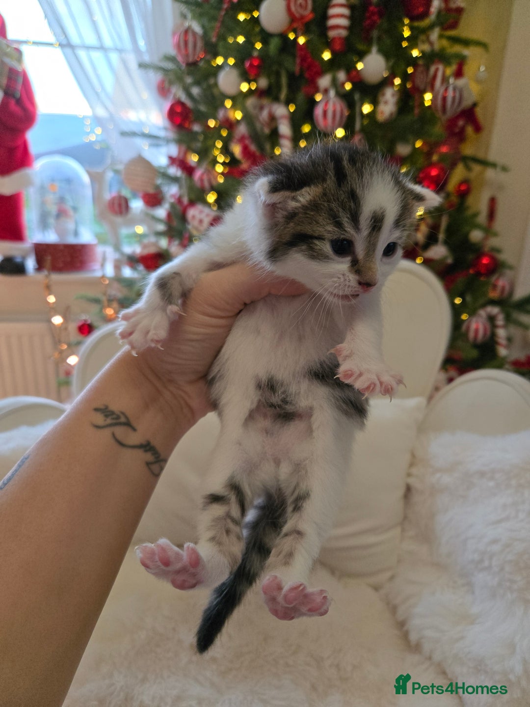 Russian Blue cats for sale: Russian blue =Main coon cross kittens  - Advert 11