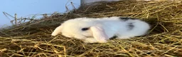 Mini Lion Lop rabbits for sale: Gorgeous Mini lion lops  - Advert 8