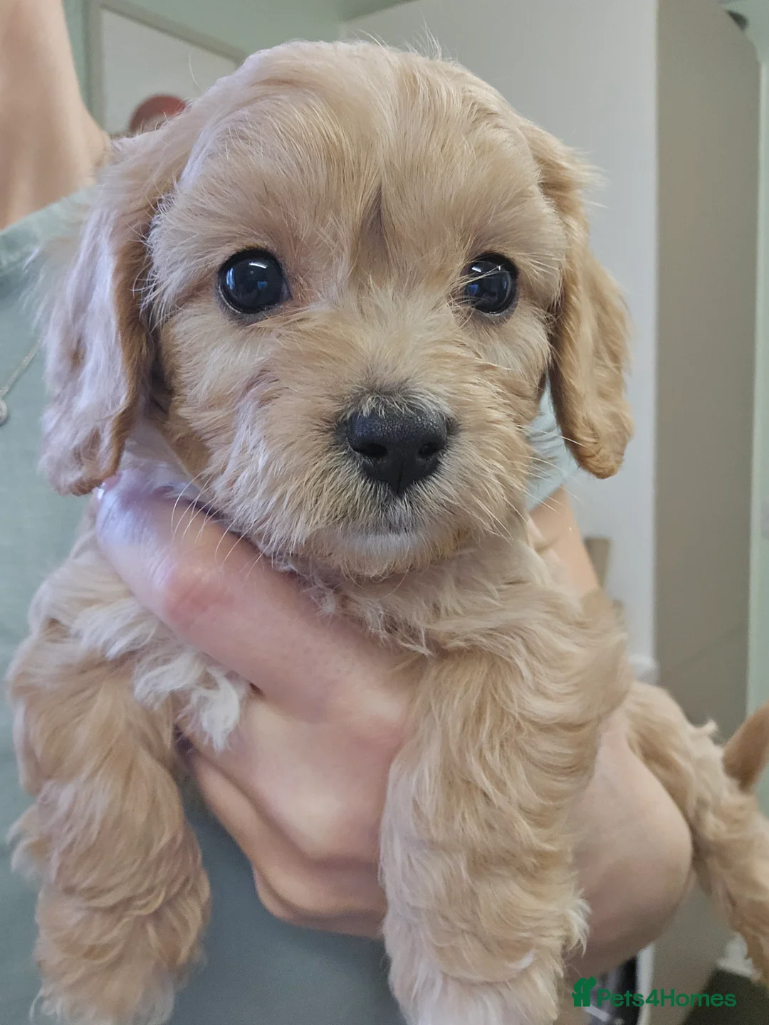 Cavachon dogs for sale: F1 Cavapoochons for sale! - Advert 2