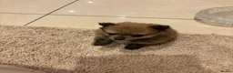 Pomeranian dogs for sale: Beautiful baby Pomeranian 🐾 - Advert 3
