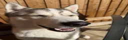 Siberian Husky dogs for sale: Koda  in Boston - Advert 7