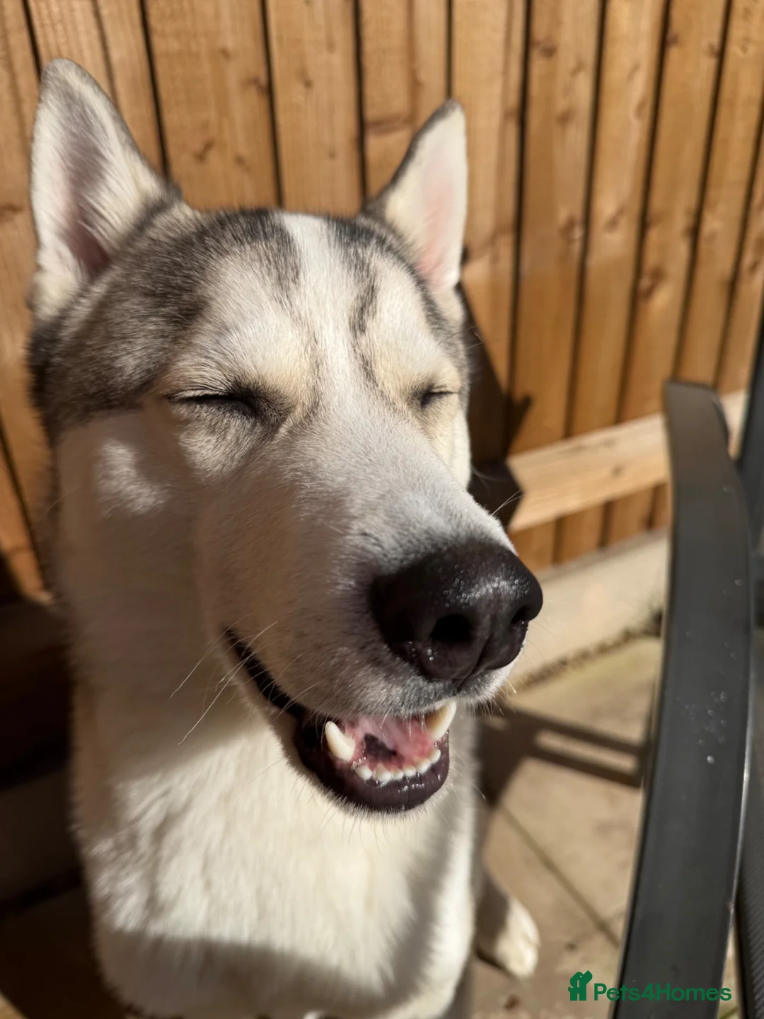 Siberian Husky dogs for sale: Koda  in Boston - Advert 7