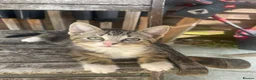 Mixed Breed cats for sale: 3 adorable kittens for sale  - Advert 10