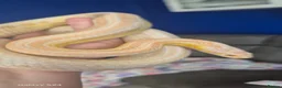 Corn Snake reptiles for sale: REDUCED PRICE Baby corn snakes ready now  - Advert 3