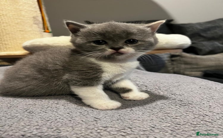 British Shorthair cats - Advert 1