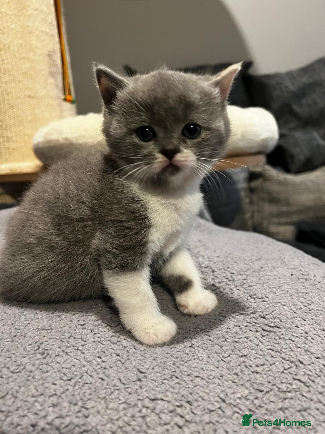 British Shorthair cats for sale: GCCF Registered Championship Line BSH Kittens - Image 1