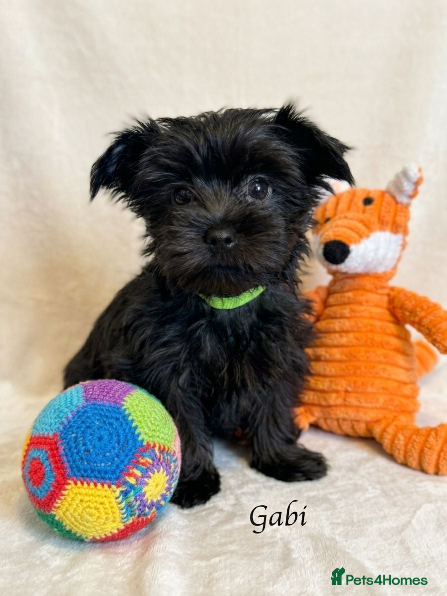 Yorkshire Terrier dogs Last girl with chocolate gen Yorkshire Terrier  - Advert 14