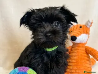 Yorkshire Terrier dogs Last girl with chocolate gen Yorkshire Terrier - Advert 14