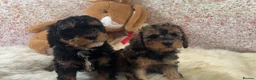 Cavapoo dogs for sale: Stunning cavapoo puppies - Advert 4
