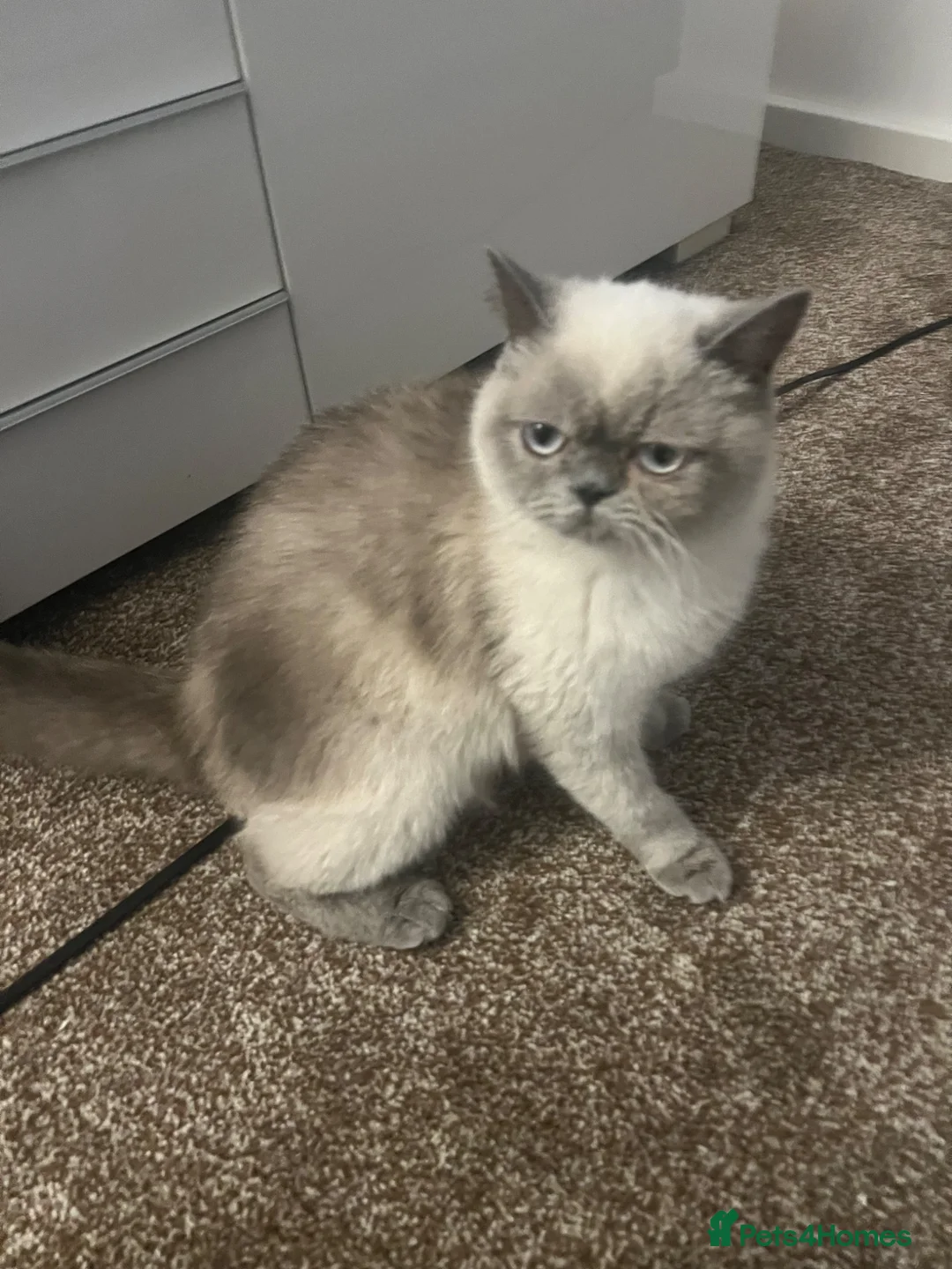 Exotic cats for sale: Exotic colour point Persian  - Advert 5