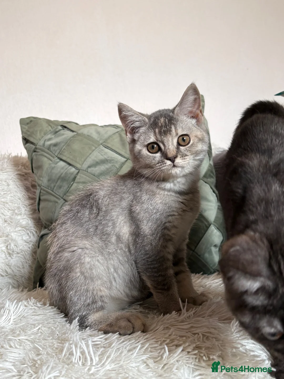 British Shorthair cats for sale: British shorthair kittens  - Advert 2