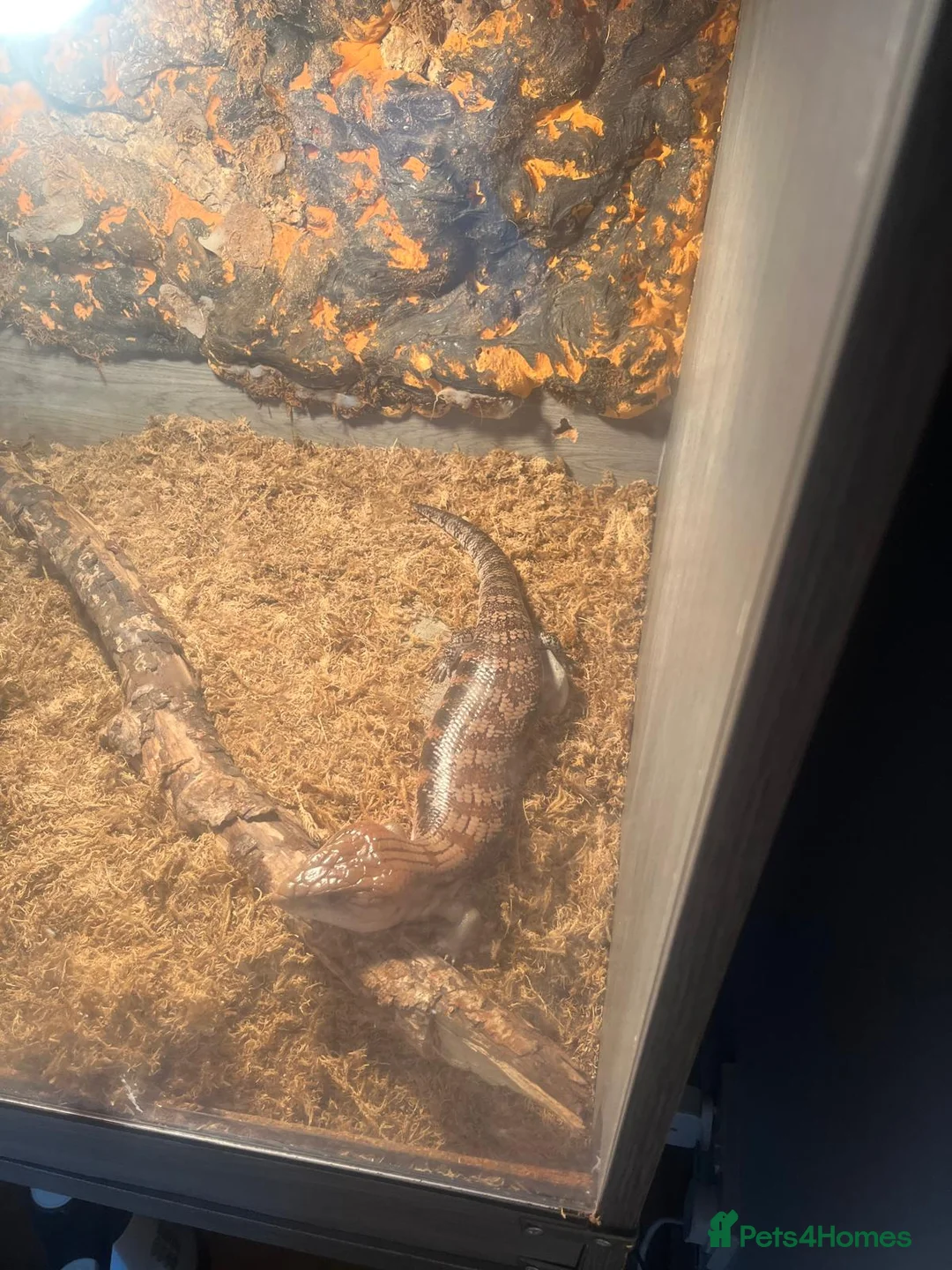 Skink reptiles for sale: Blue tongue sink  in Weston-super-Mare - Advert 5