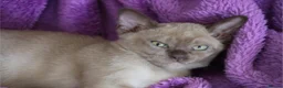 Burmese cats for sale: Beautiful playful Burmese kittens  - Advert 6