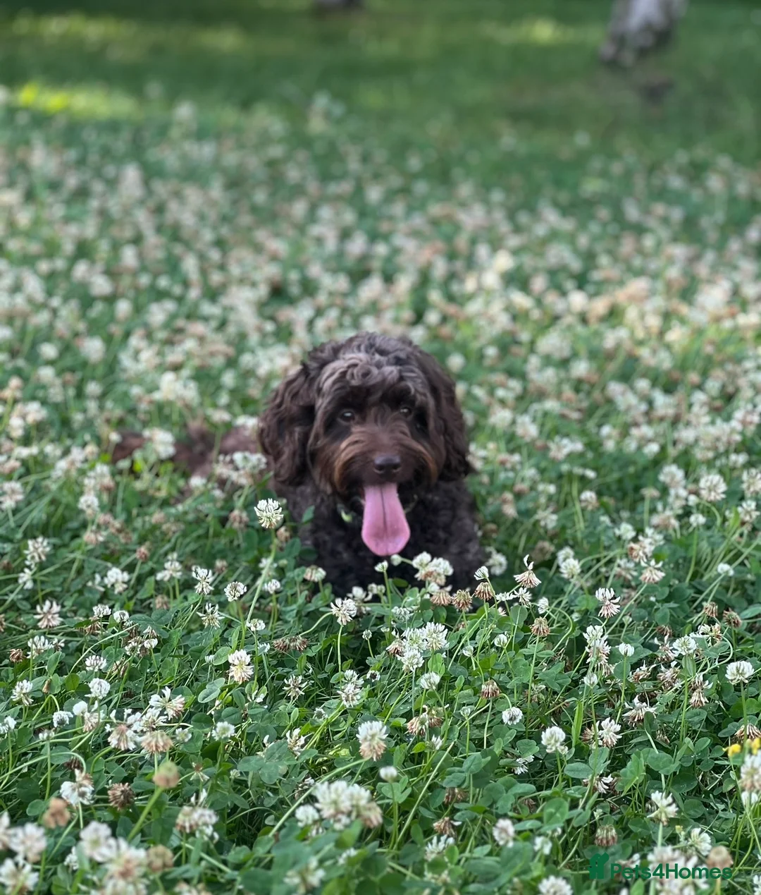 Sproodle dogs for sale: 2 Beautiful Sproodle Puppies - READY NOW - Advert 2
