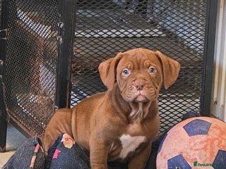 Mixed Breed dogs Dogue de bordeaux x staff puppies - Advert 6